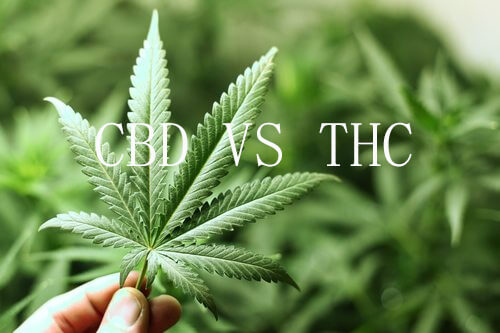 CBD VS THC