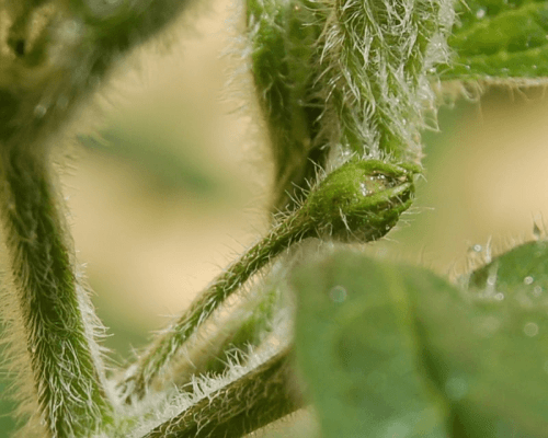 trichome